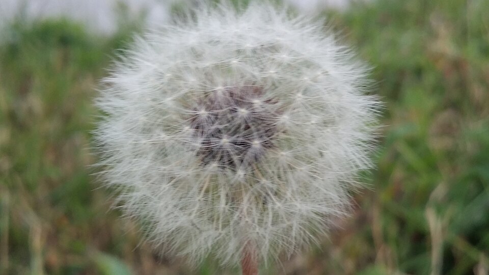 The Enduring Echo of Autumn: How a Classic K-Drama Defined a Generation